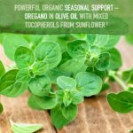 Garden of Life Organics Oil of Oregano Seasonal Drops 1fl oz (30 mL) Liquid, Concentrated Plant Based Immune Support - Alcohol-Free, Organic, Non-GMO, Vegan & Gluten Free Herbal Supplements - Image 3