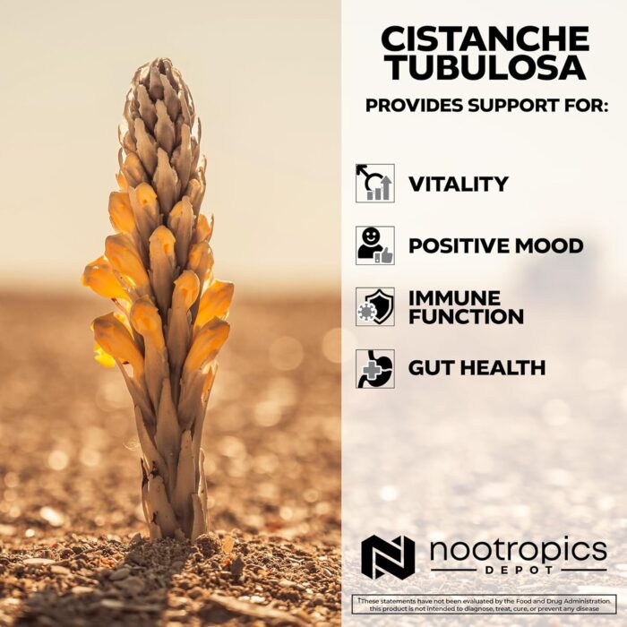 Nootropics Depot Cistanche tubulosa Tablets | 200mg | 60 Count | Minimum 50% Echinacoside + 10% Acetoside (Verbascoside) | Promotes Physical Strength and Energy | Promotes Vitality - Image 5