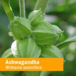 USDA Organic Ashwagandha Supplement for Stress Relief & Calm Energy*: Vegan Adaptogen Drops, Non-GMO Ashwagandha Extract, Alcohol-Free, 4 Oz | Up to 3 Months Supply - Image 4